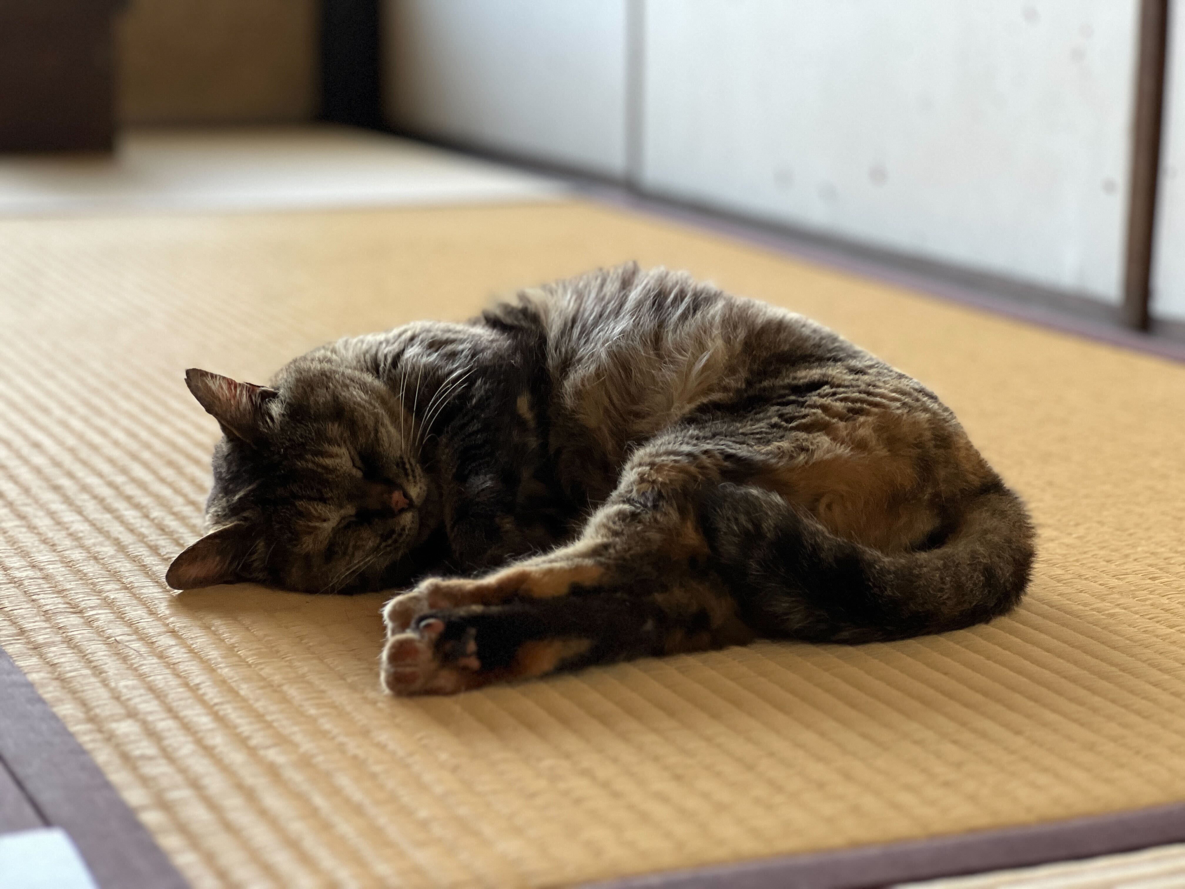 ねこ